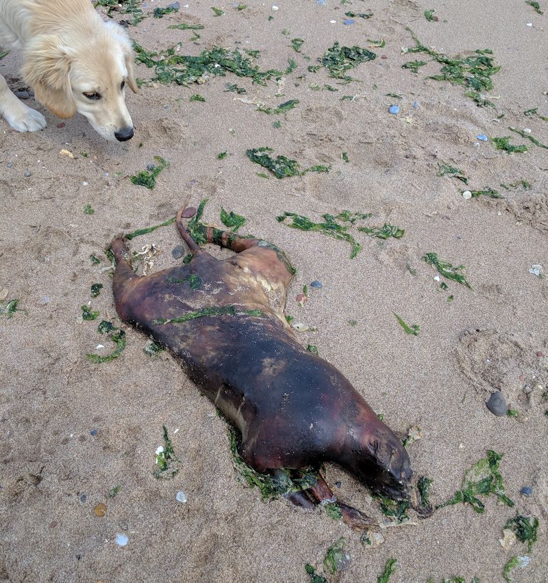 The Mystery Of The Montauk Monster: The Morbid Carcass With An Unknown Origin