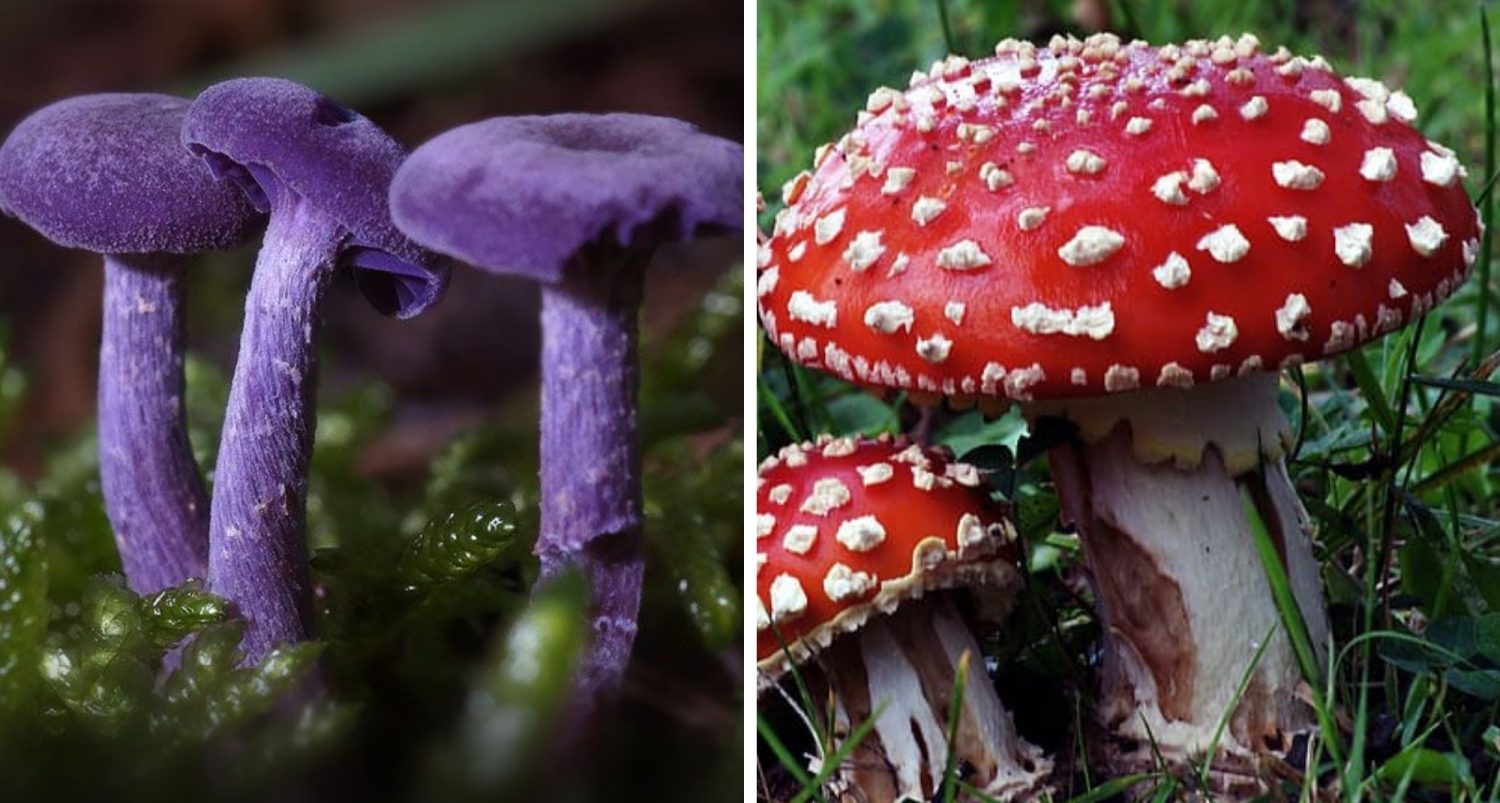 World's Weirdest Mushrooms: 10+ Amazing Species