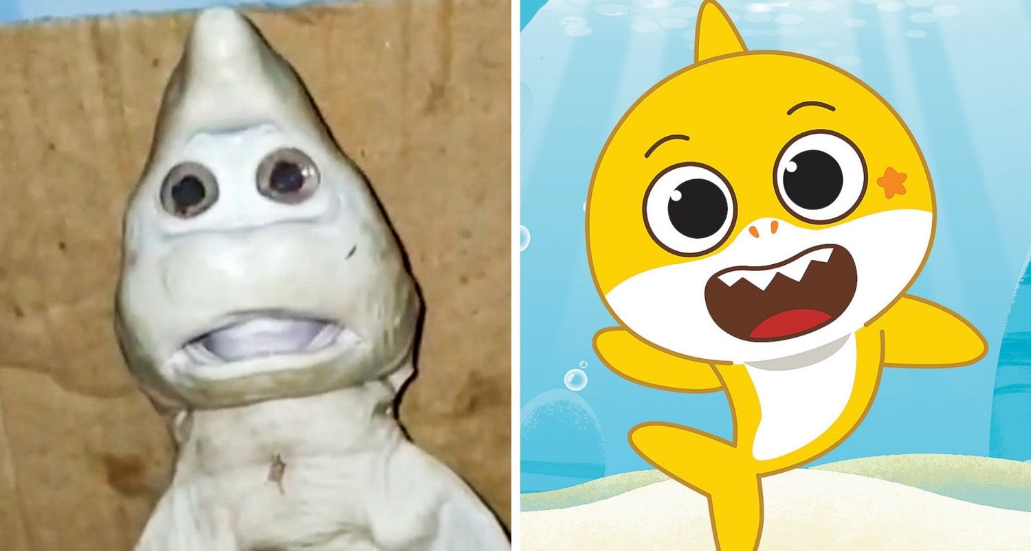 The Shocking Baby Shark With A Human Face