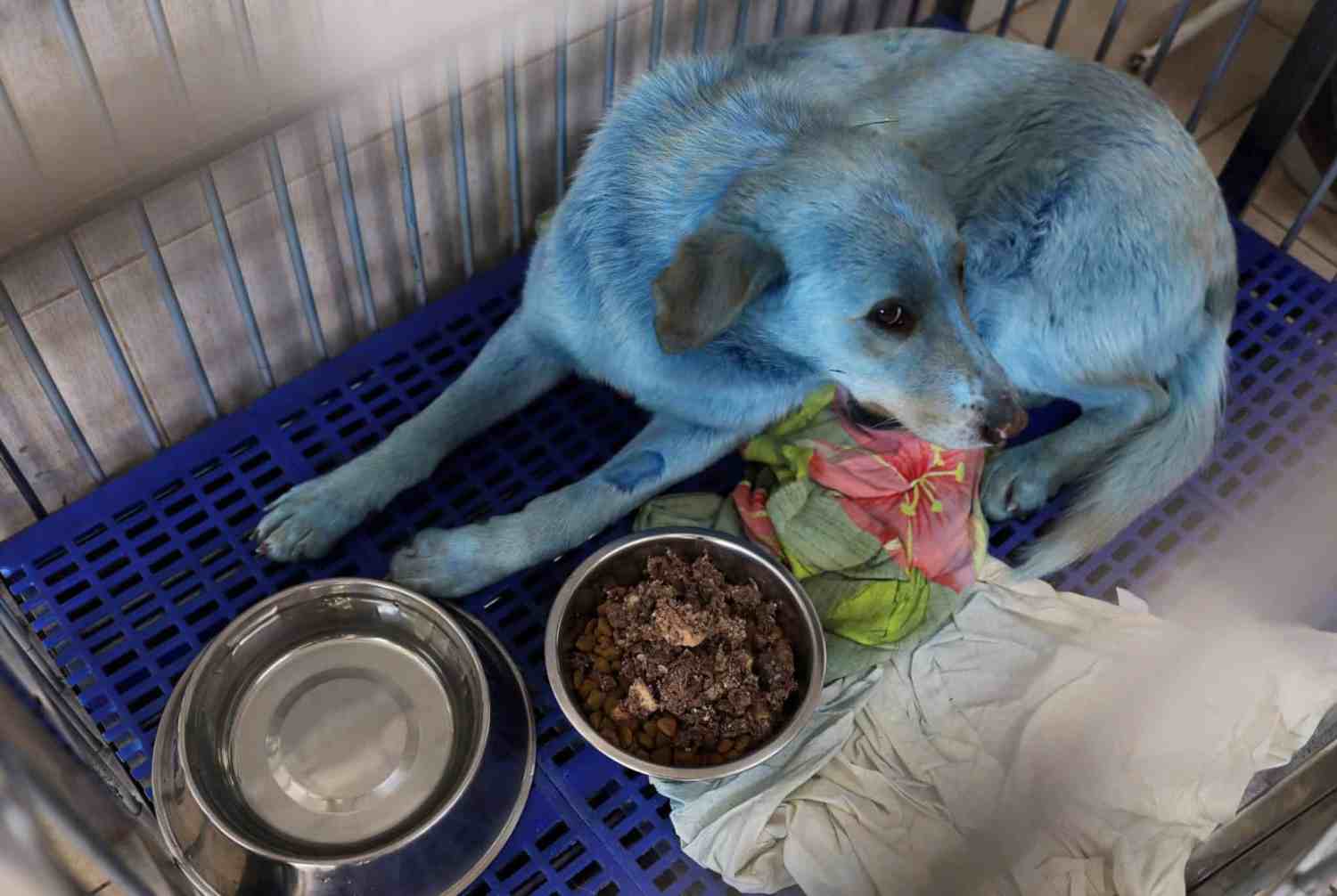 Stray Blue Dogs In Russia - A Strange Occurrence Observed Near An Abandoned Factory