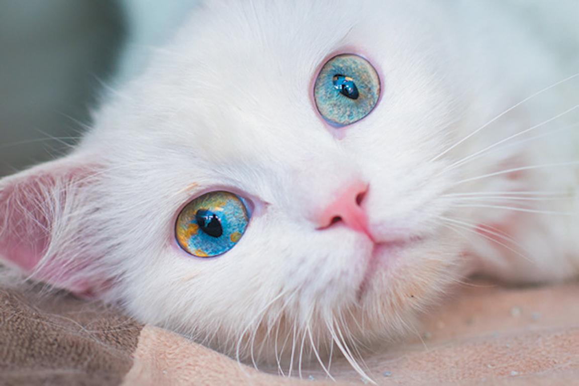 The Fascinating Science Behind How Cat Eyes Work