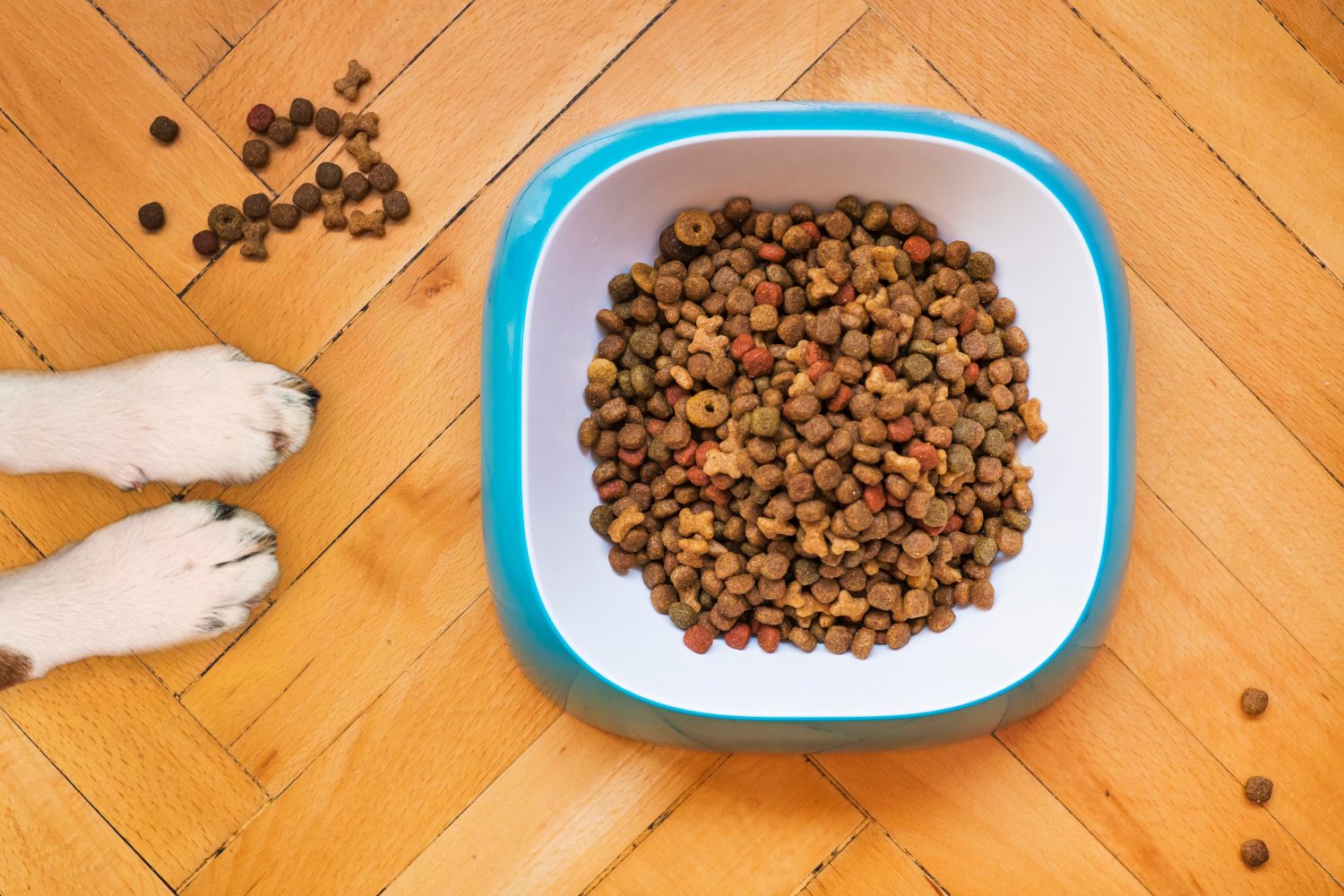 How To Pick Best Dog Food For Your Pup