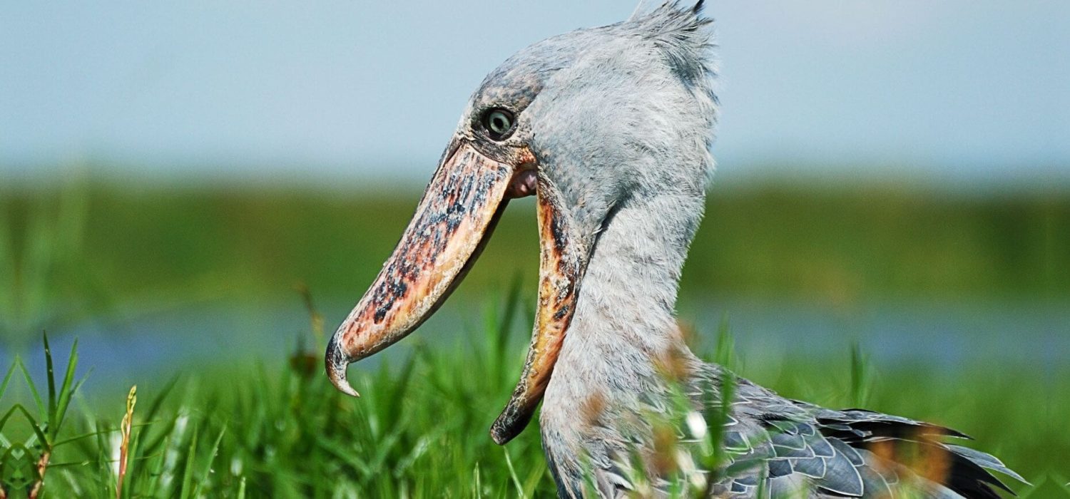 The Shoebill: A Unique Flying Giant That Attacks Crocodiles