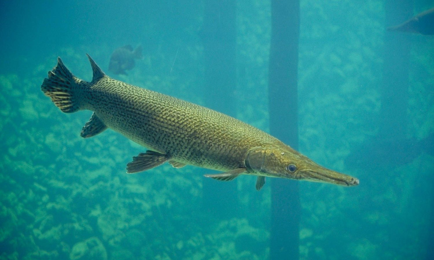 Alligator Gar: An Amazing 100-mn-yr-old Fish