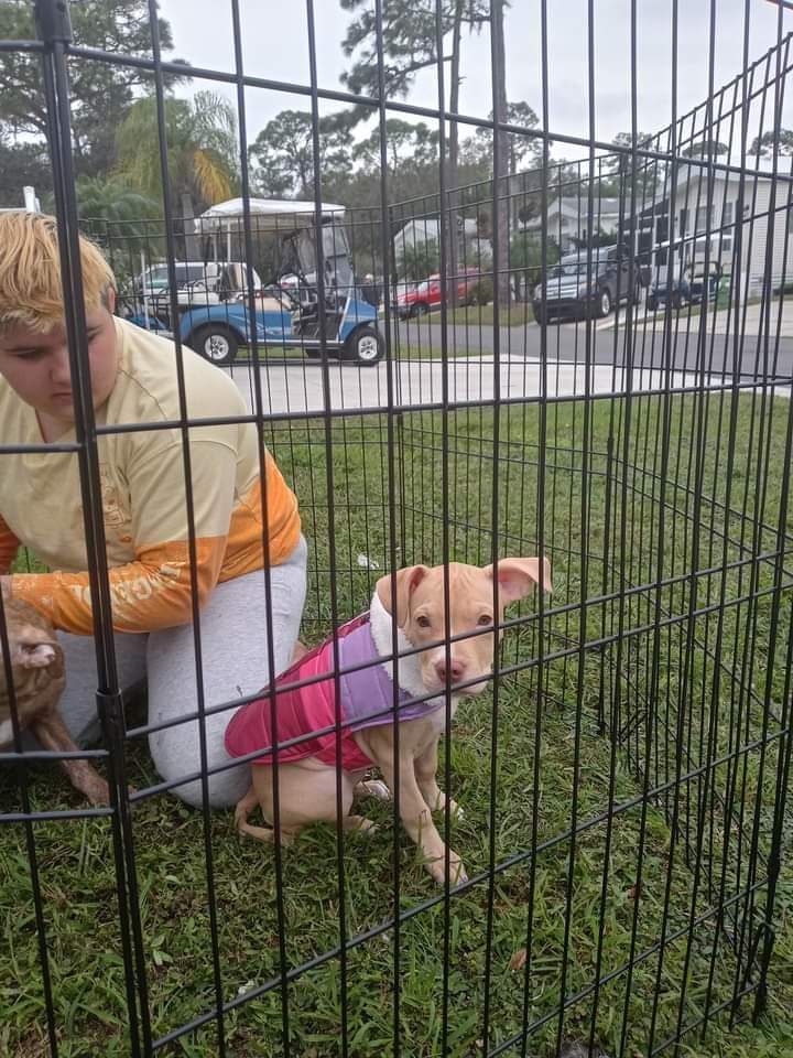 11-year-old Florida Girl Dies Trying To Save Her Puppies From House Fire