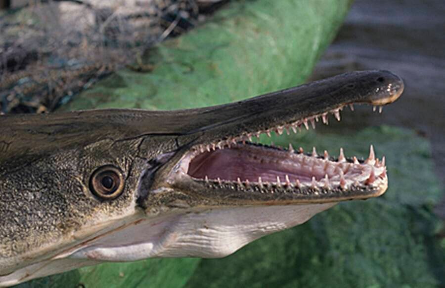 Alligator Gar: An Amazing 100-mn-yr-old Fish