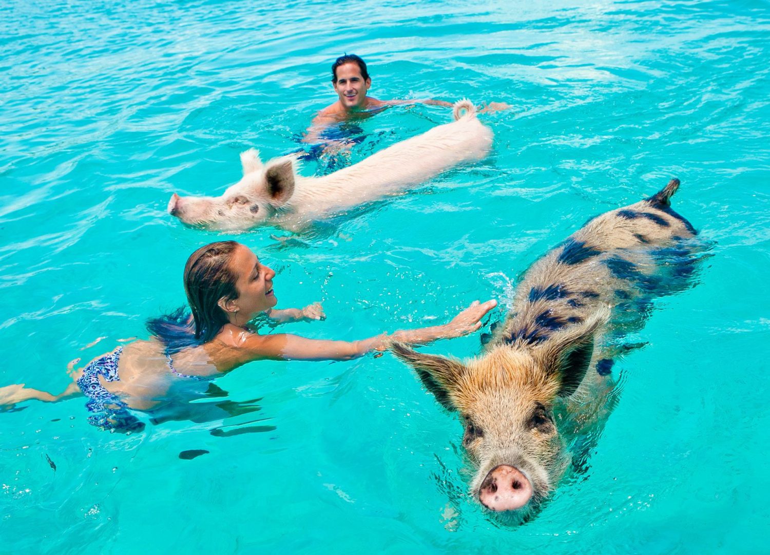 Pig Beach, An Island Full Of Swimming Pigs