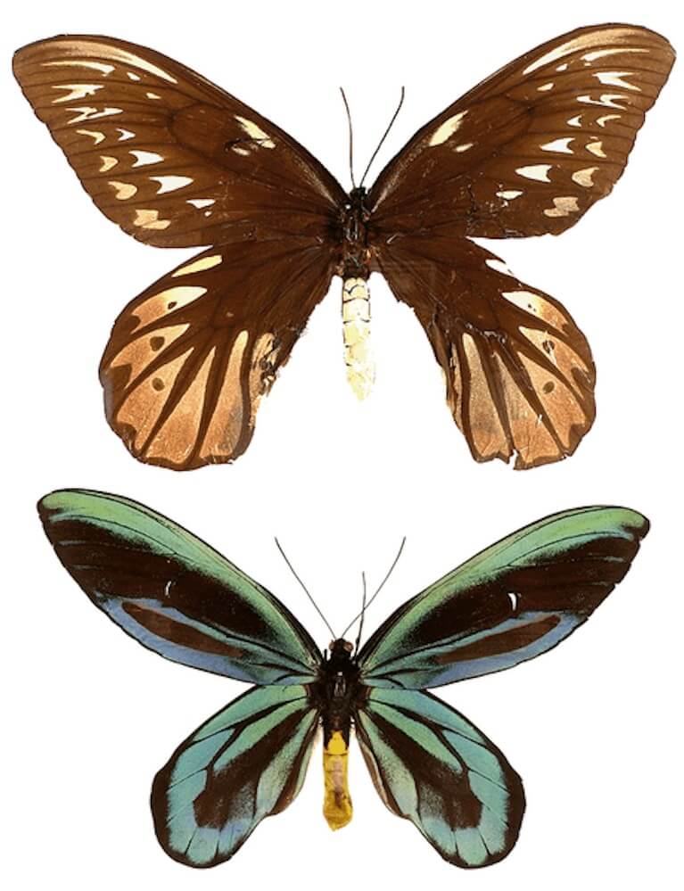Queen Alexandra's Birdwing - The Big Butterfly Species