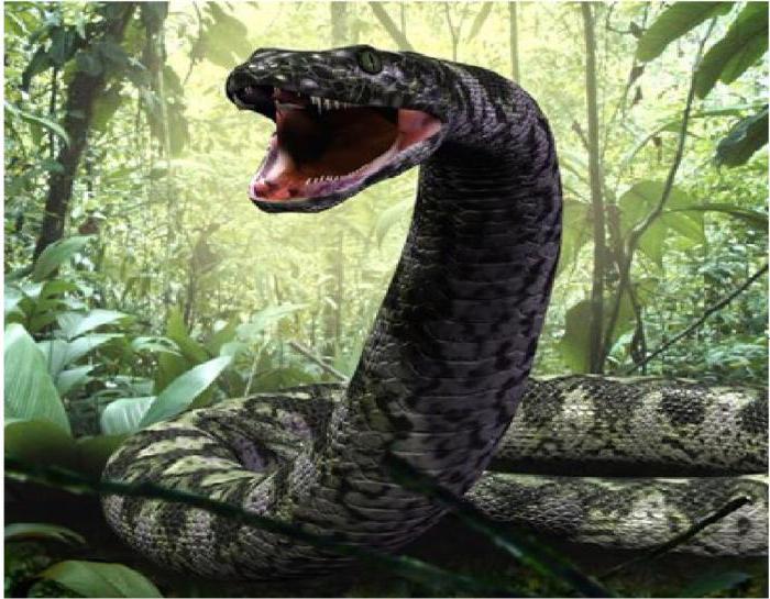 Titanoboa Snake: The Largest Snake In The History Of The Planet, 50 Feet Long And Weighting 2500 Pounds!
