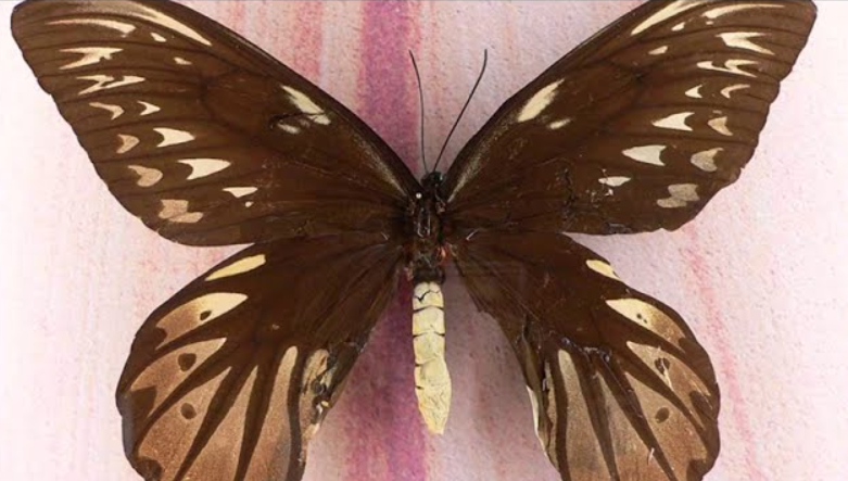 Queen Alexandra's Birdwing - The Largest Butterfly Species