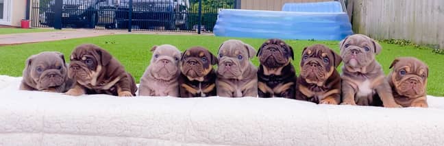 Breeders Who Sold Bulldog Puppies For £20,000 Must Pay It All Back