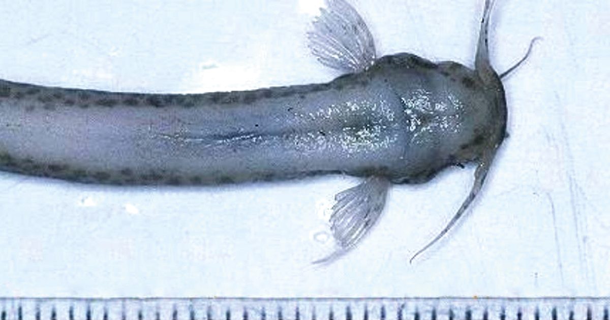 The Scary Candiru Fish: Amazon Vampire Fish That Gets Into Your Penis!