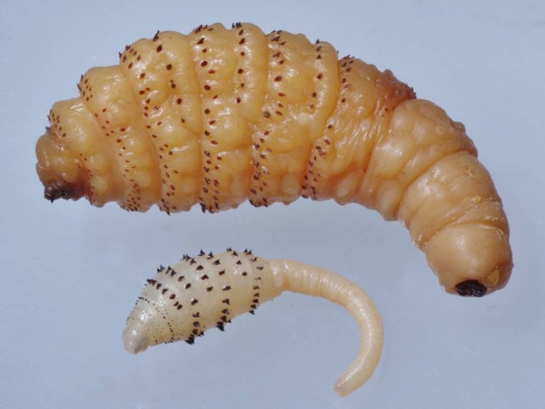 Botfly Larvae Nasty And Terrifying Human Parasites