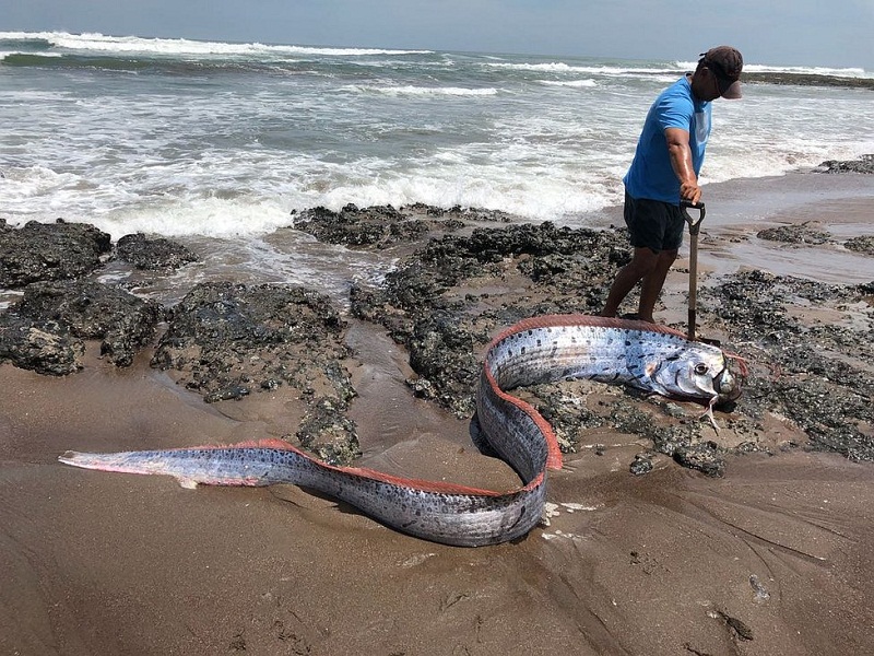 Oarfish: Slimy, Harmless And Extremely Rare