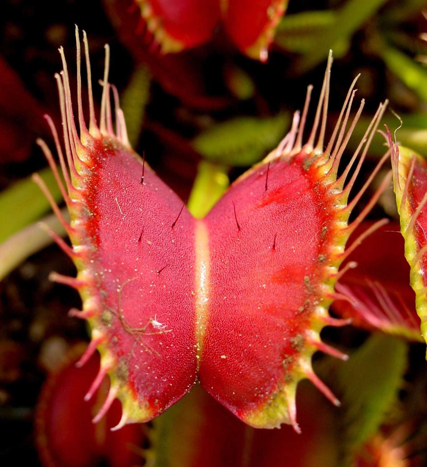 10 Interesting Plants That Defy Imagination
