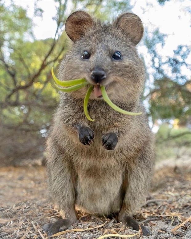 The Quokka: The Happiest Animal In The World