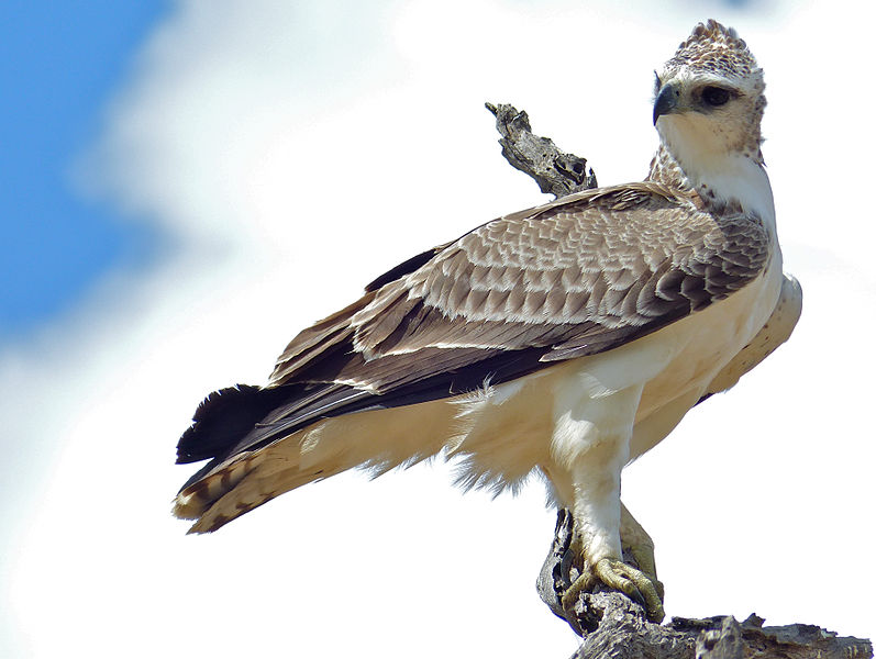These 10 Scary Birds Will Make You Glad That You Can't Fly