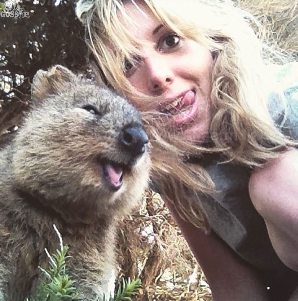Quokka: The Happiest Animal In The World