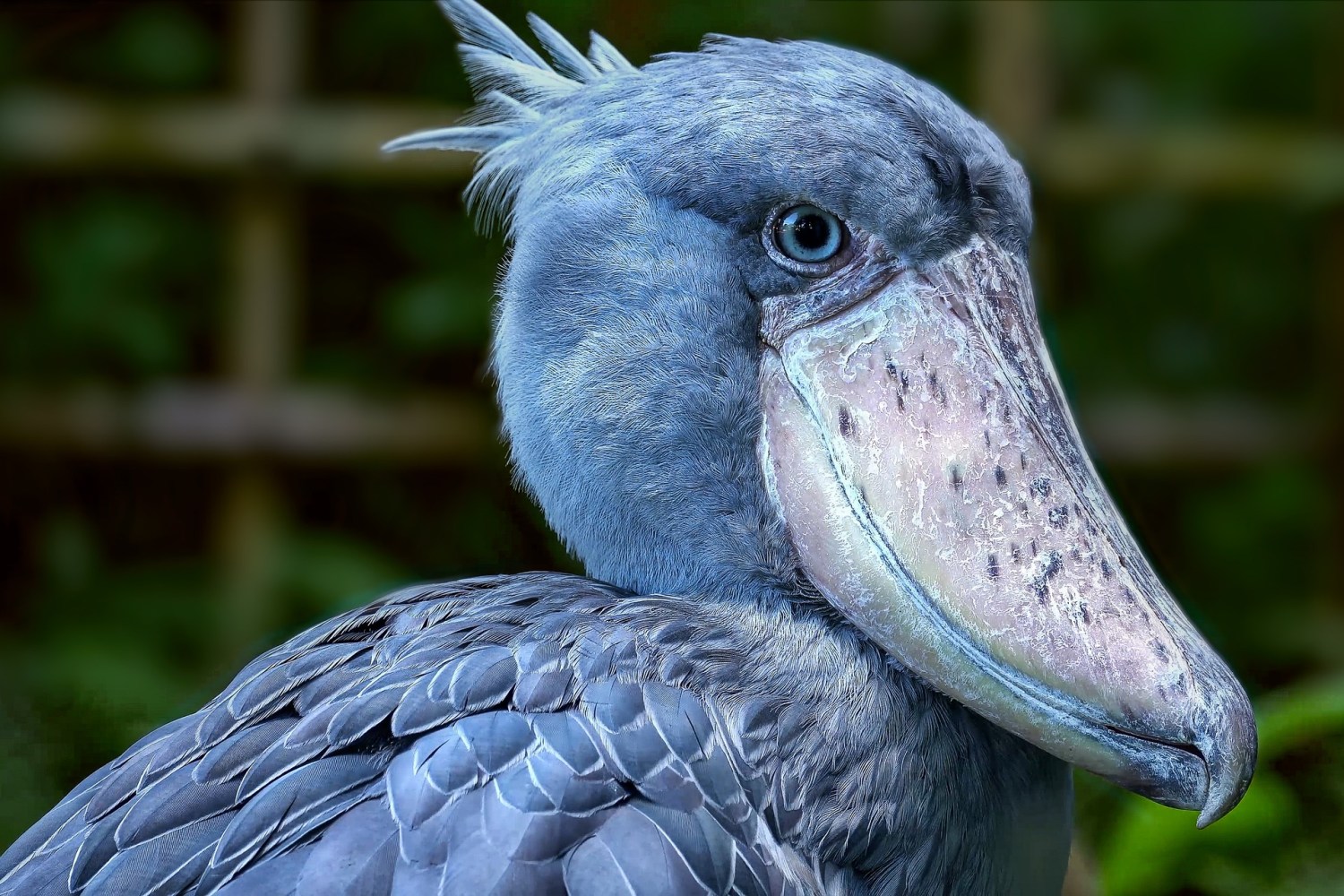 These 10 Scary Birds Will Make You Happy That You Can't Fly