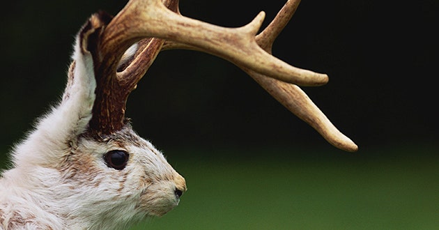 Jackalope: The Popular Mysterious Wyoming Legend