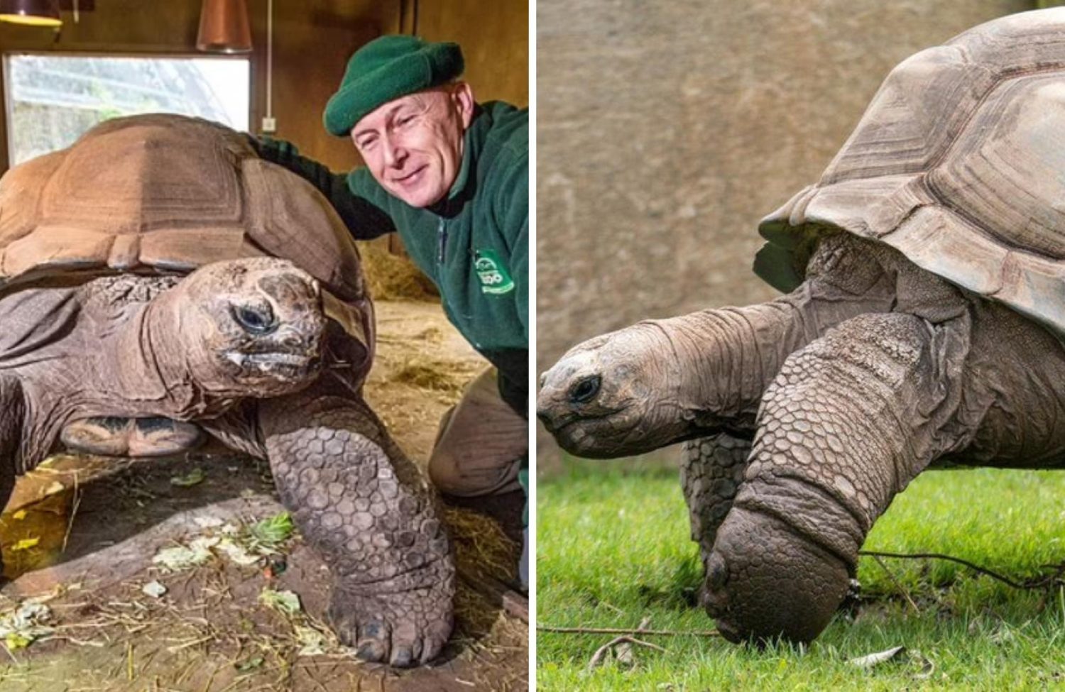 Blackpool Zoo's Giant "much-loved" Tortoise Darwin Dies Aged 105