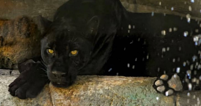 Zoo Refuses To Euthanize Jaguar After It Attacks A Woman Breaking The Rules