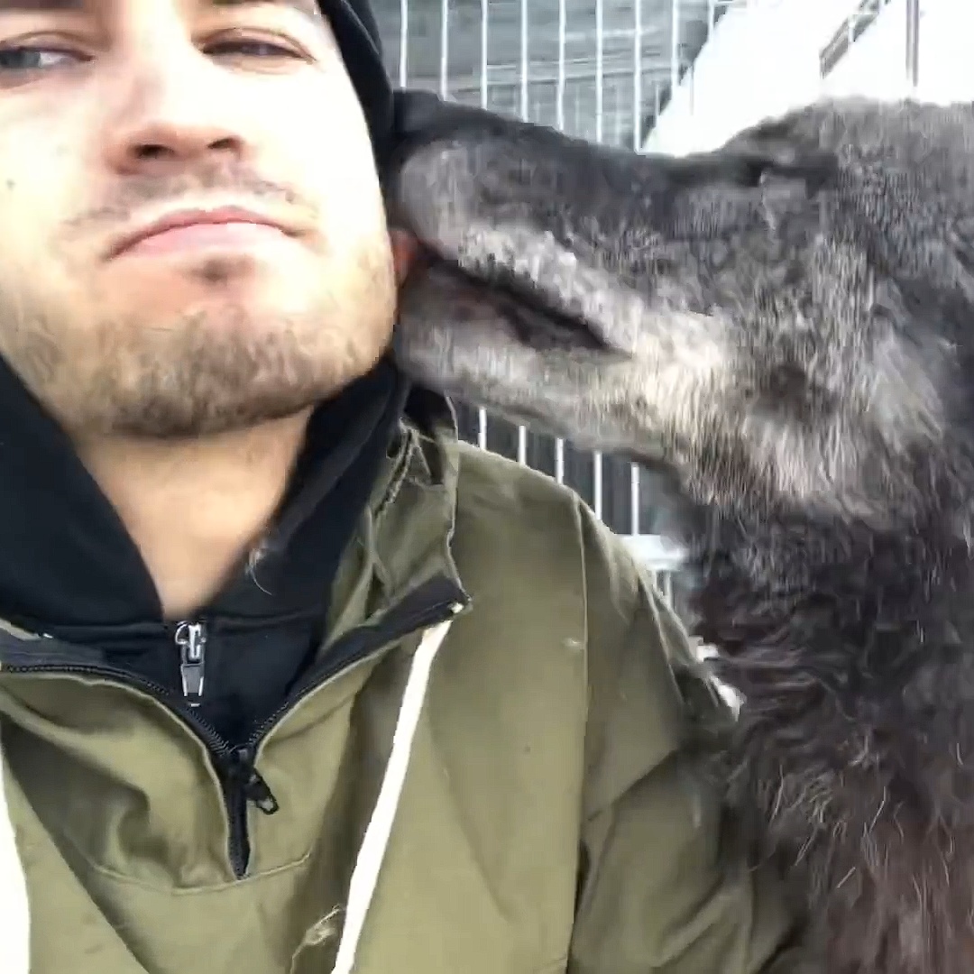 Man Living With The Biggest Wolf On The Planet Plays With Him Like A Big Puppy