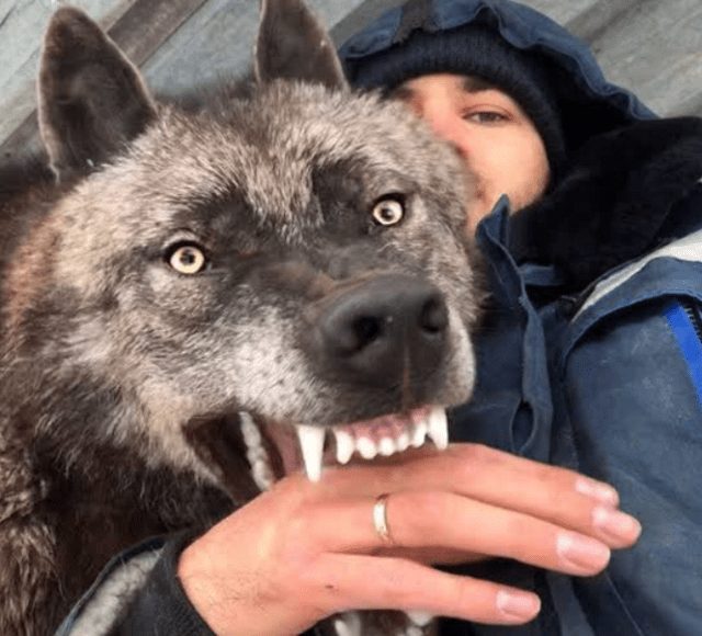 Man Living With The Biggest Wolf On The Planet Plays With Him Like A Big Puppy