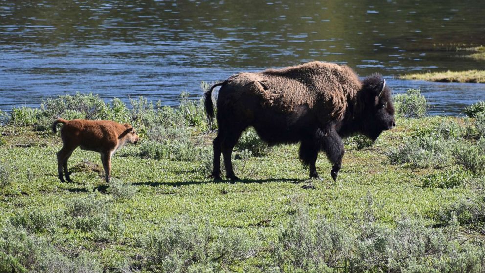 71-year-old Woman Gored By Bison At Yellowstone, Marking 3rd Attack This Year