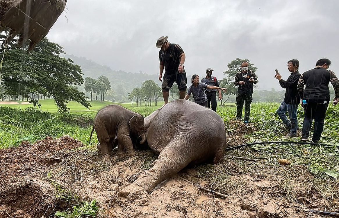 Incredible Moment Vets Use Cpr To Save Elephant In Front Of Her Calf