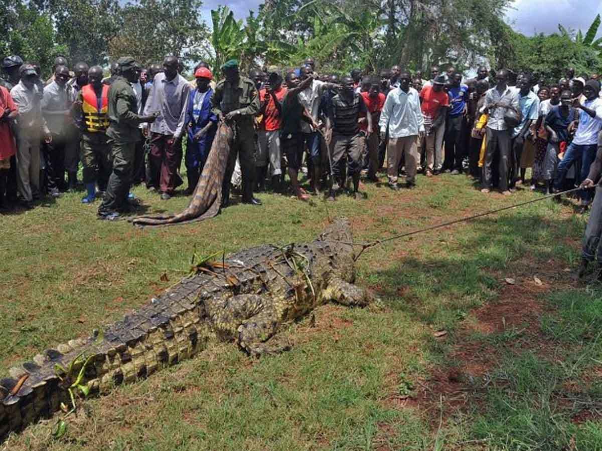 16ft Crocodile Named "Osama" Allegedly Ate 80 Villagers Over 14 Years