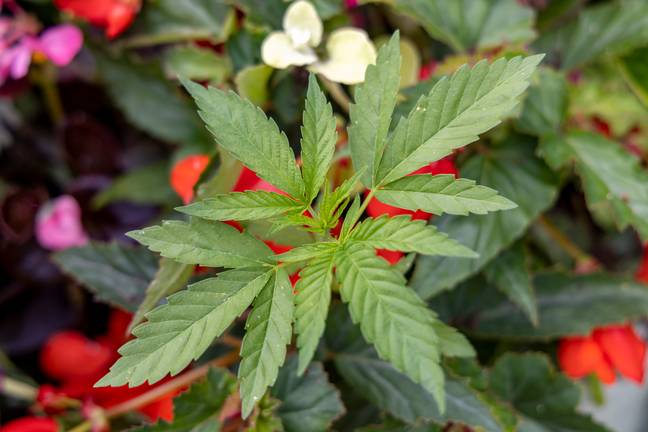 Council Accidentally Plants Cannabis In Towns Floral Displays