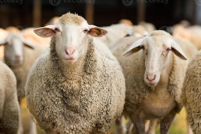 Experts May Have Solved The Mystery Of Sheep Walking In Circle For 12 Days