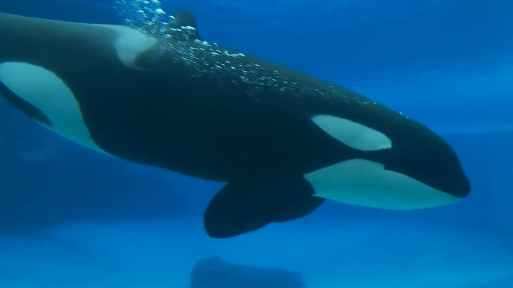 World's Loneliest Orca Dies After More Than 40 Years In Captivity