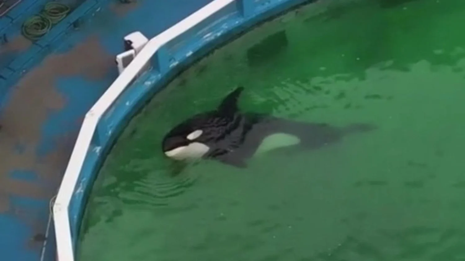 Heartbreaking Scene: 'World's Loneliest Orca', Tokitae Taken Away From Aquarium Following Her Death