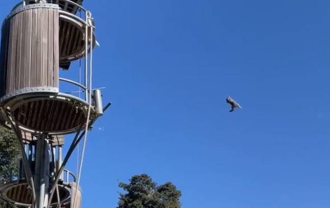 Zoo Issues Apology For Reaction To Orangutan Tossing Possum From Tree House