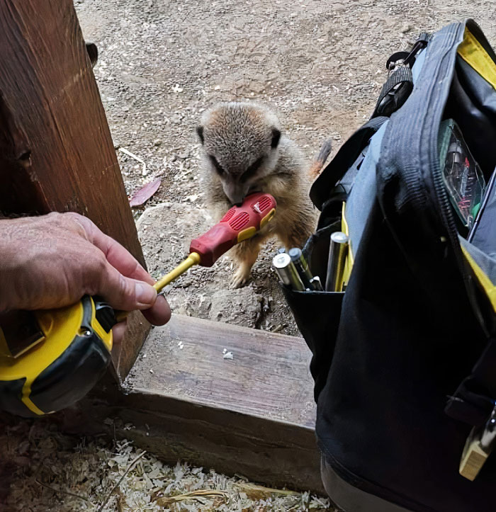 This Girl's Dad, A Zoo Electrician, Spends Morning Working With Meerkats