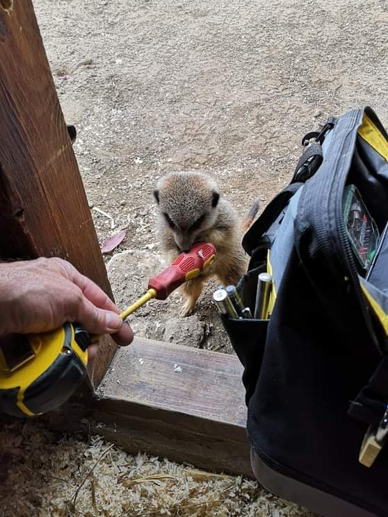 This Girl's Dad, A Zoo Electrician, Spends Morning Working With Meerkats