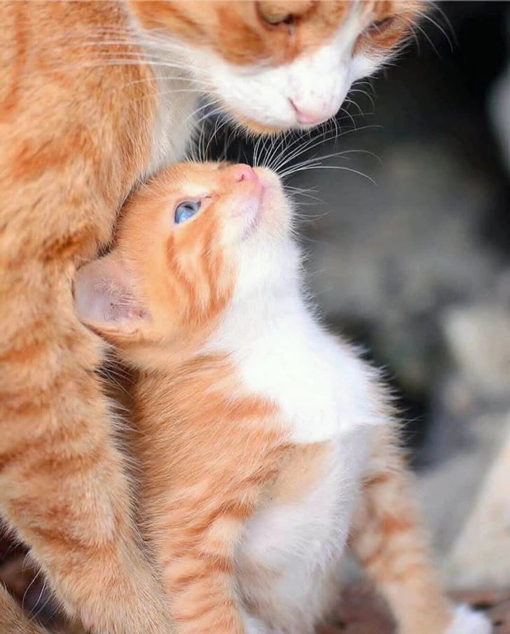 17 Very Affectionate Pets