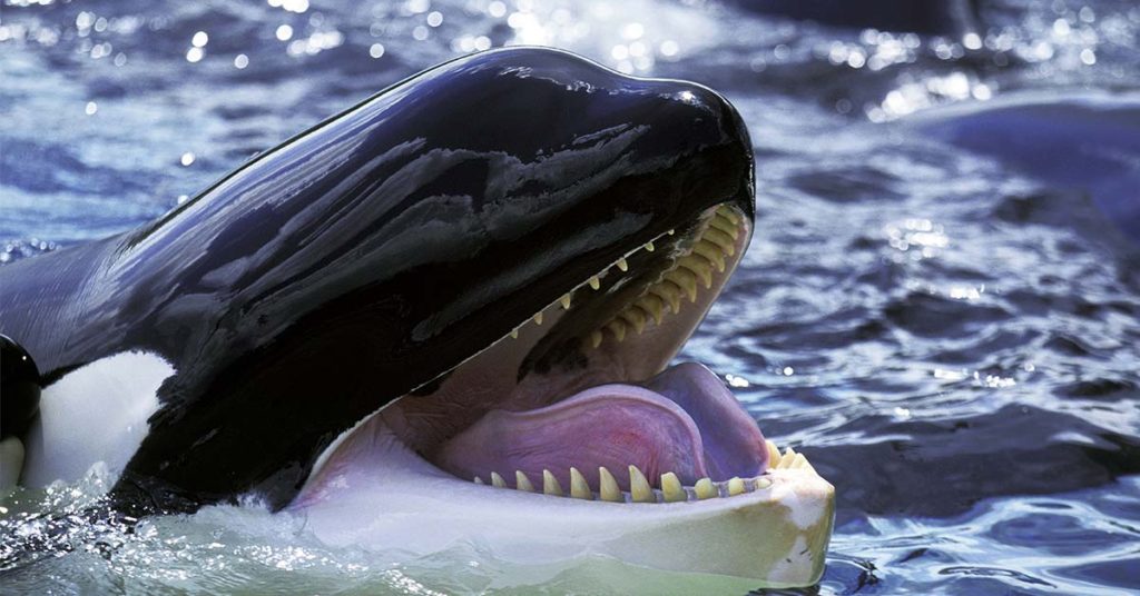 A SeaWorld Trainer Shouted, "My Neck's Broken," Following A Body Slam By The Most Dangerous Orca