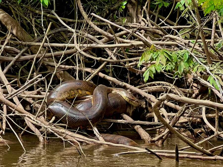 Scientists Discover The Largest Snake Ever In The Amazon Rainforest