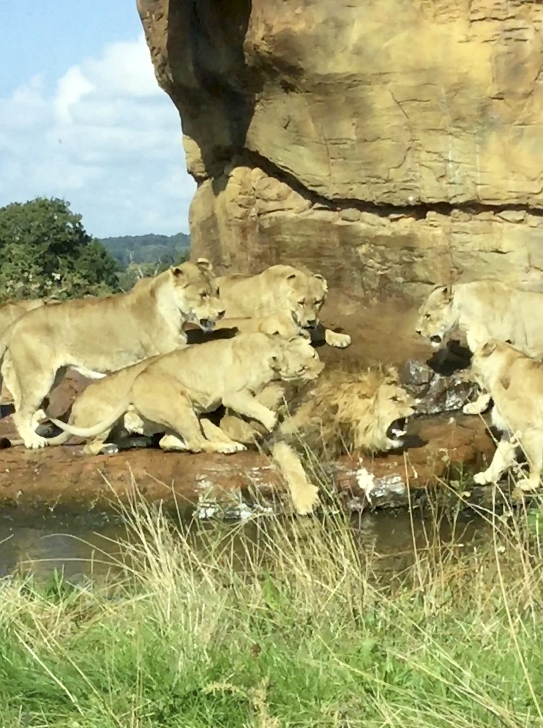Shocked Tourists Witness Lionesses Attacking Pride's King