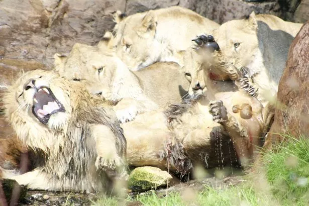 Shocked Tourists Witness Lionesses Attacking Pride's King