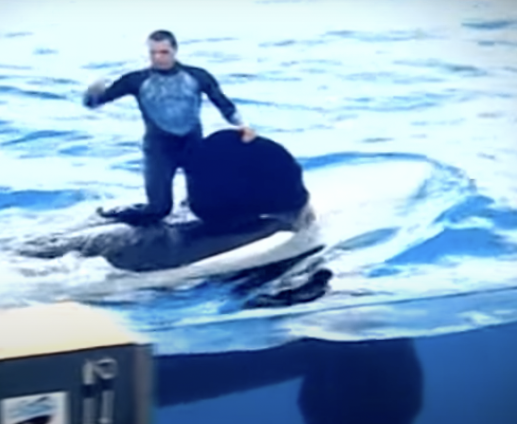 Trainer Death In Gruesome Accident As SeaWorld Orca Crushed Him And 'Violently Played With His Body'