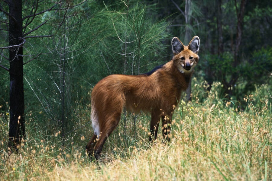 Discover The Stilt-Legged South American Fox-Wolf With Marijuana-Scented Urine